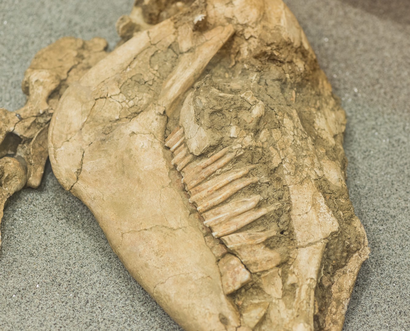 La tomba del cavallo: dettaglio del cranio