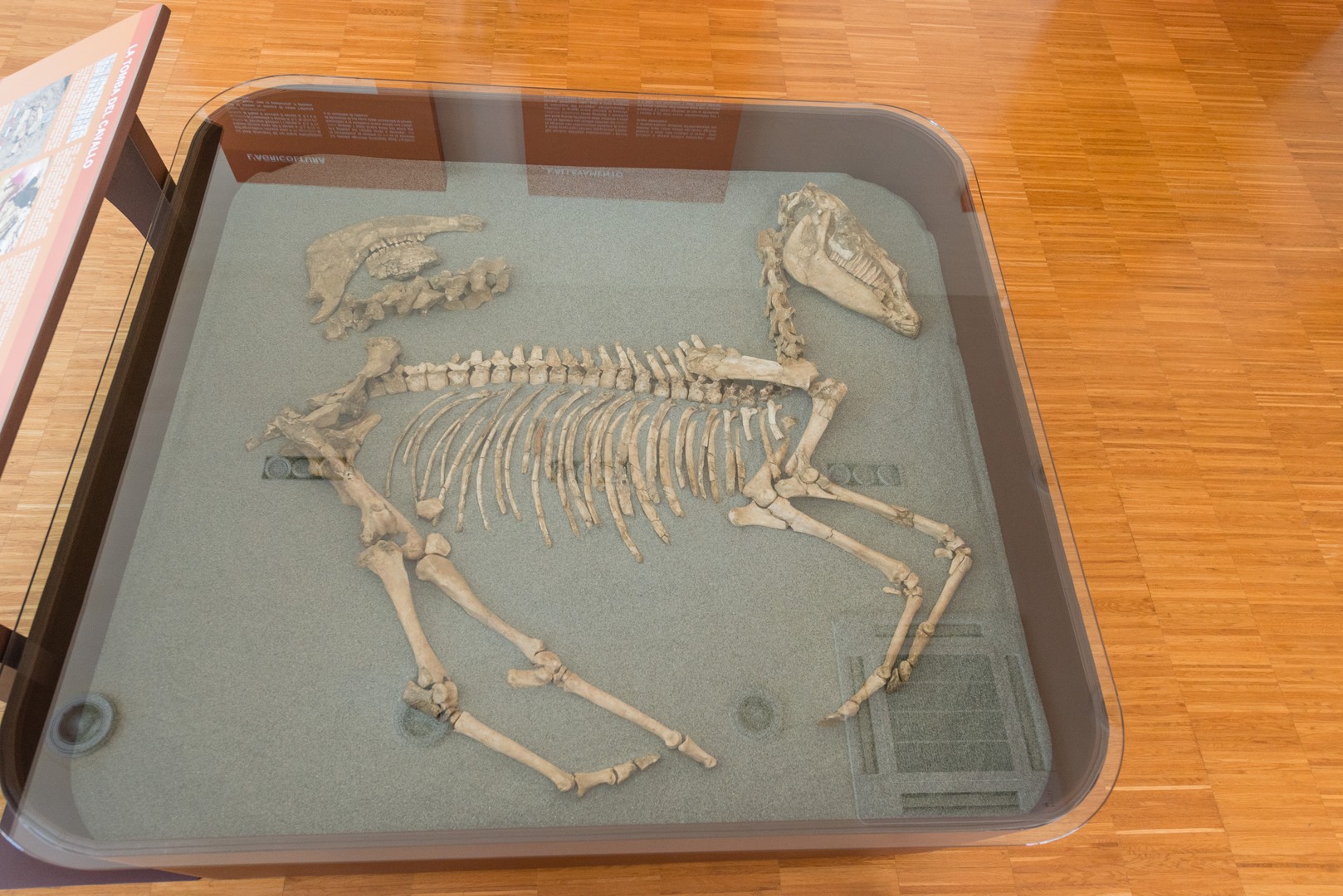 La tomba del cavallo: l’allestimento museale