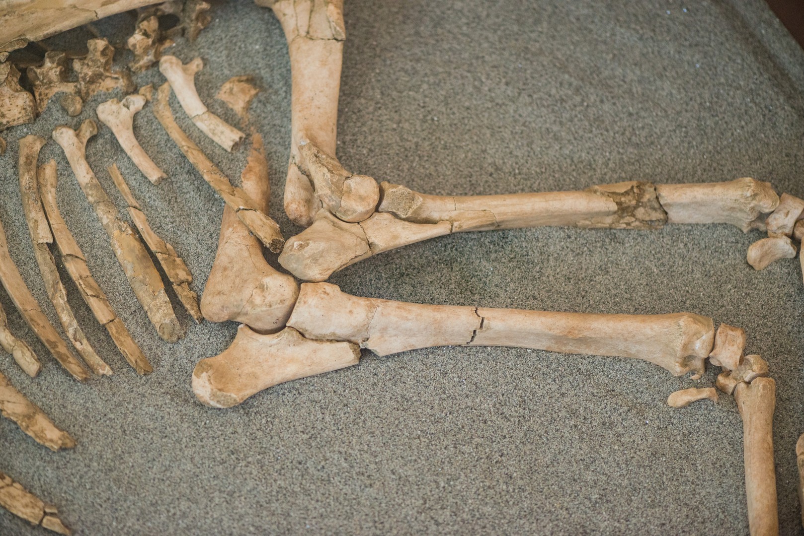 La tomba del cavallo: dettaglio delle costole e delle zampe