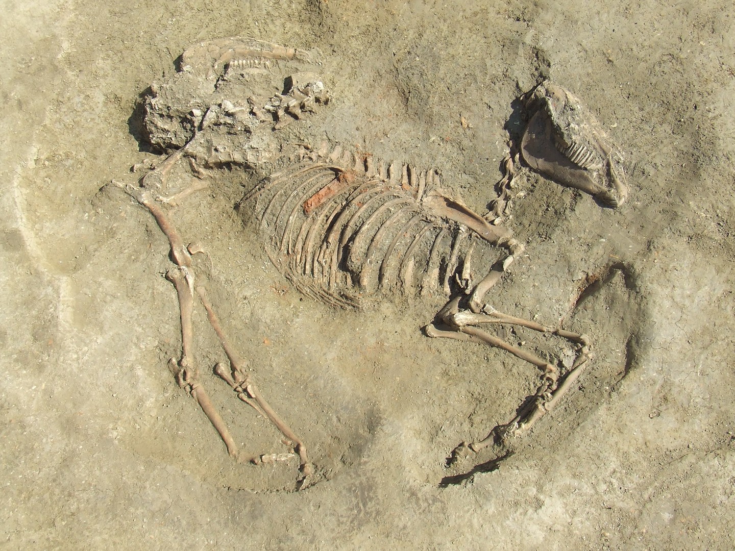 La tomba del cavallo in corso di scavo